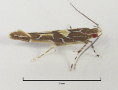 Pyroderces apparitella
