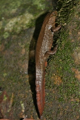 Paramesotriton hongkongensis