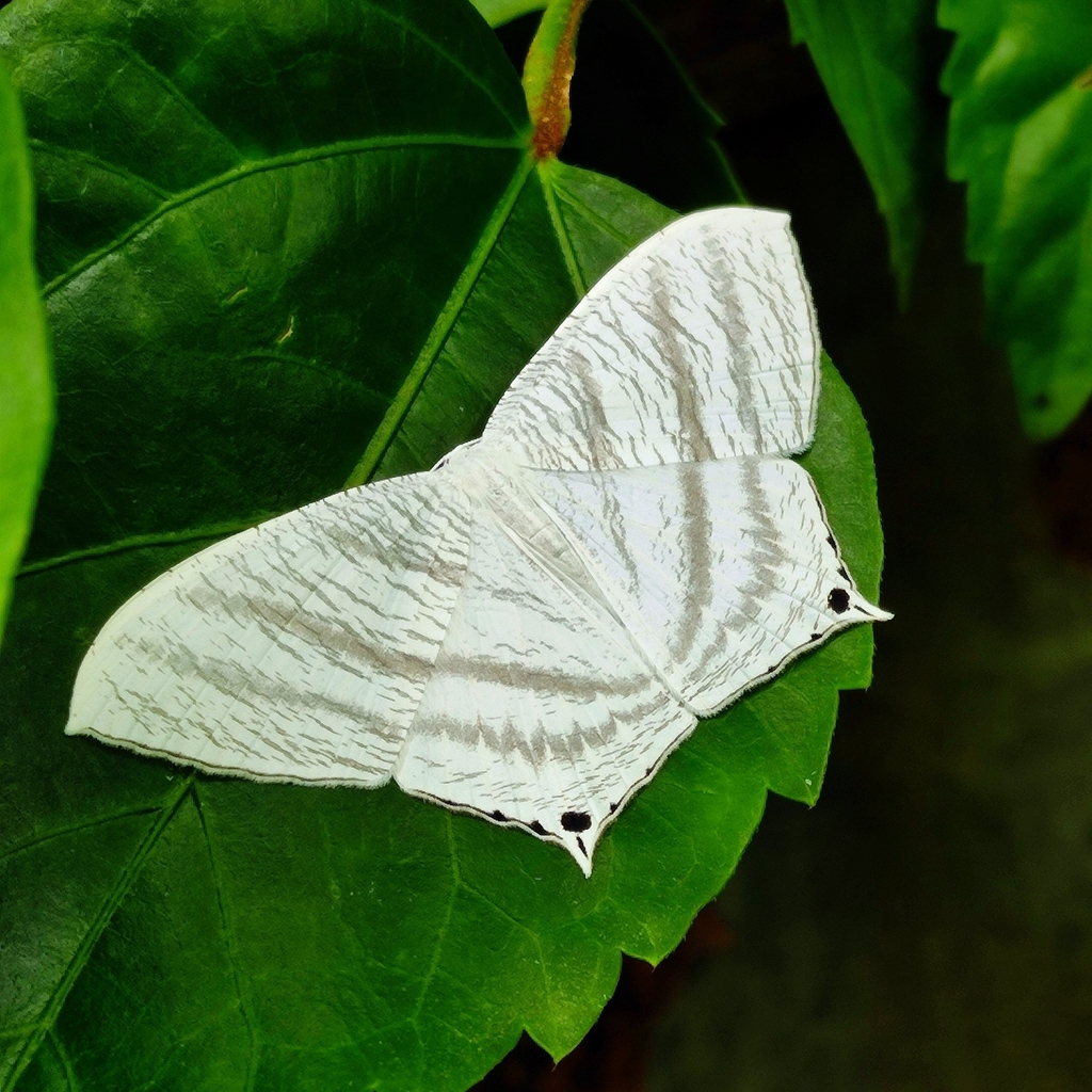 Grey Swallowtail Moth