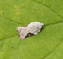 Acleris subnivana