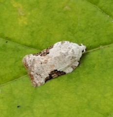 Acleris subnivana