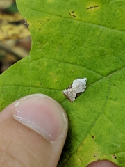 Acleris subnivana
