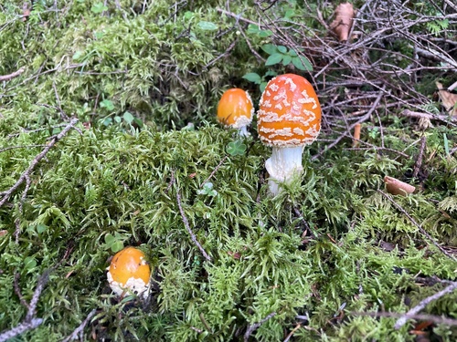 Amanita muscaria