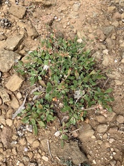 Eriogonum wootonii