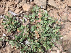 Eriogonum wootonii