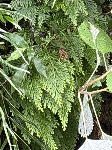 Gemmiferous Spikemoss