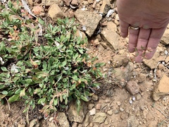 Eriogonum wootonii