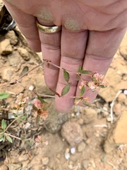 Eriogonum wootonii