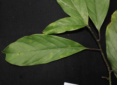 Magnolia liliifera observed 2018-07-18