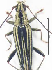 Navomorpha sulcata