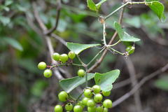 Smilax aspera