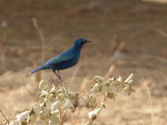 Lamprotornis chalybaeus