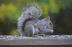 Cuterebra emasculator