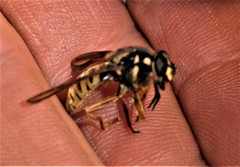 Temnostoma excentrica