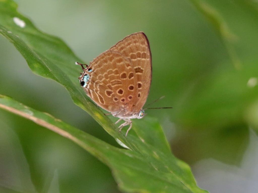 Large Spotted Oakblue