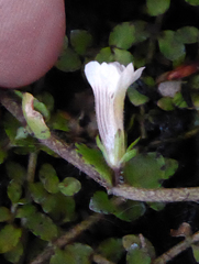 Gratiola concinna