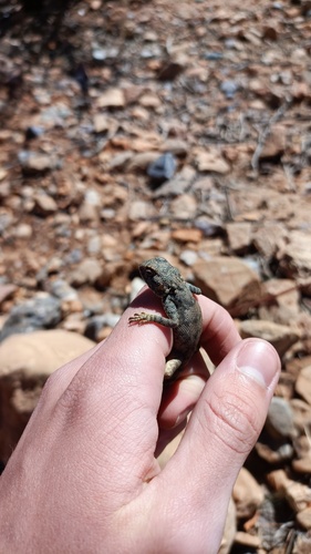 Bibron's Agama