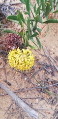 Leucospermum