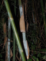 Bambusa chungii
