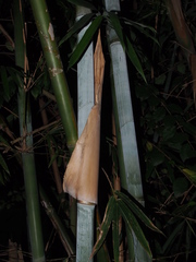 Bambusa chungii