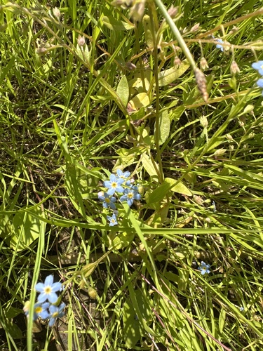 water forget-me-not