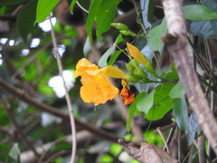 Bignonieae