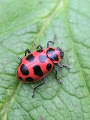 Coleomegilla maculata lengi