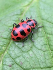 Coleomegilla maculata lengi