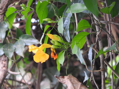 Bignonieae