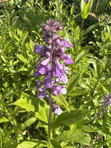 Marsh Woundwort