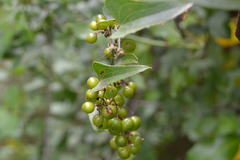 Smilax aspera