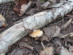 Crepidotus calolepis