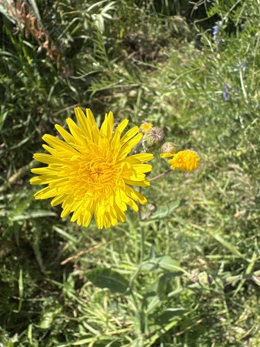 Perennial Sow Thistle