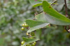 Smilax aspera