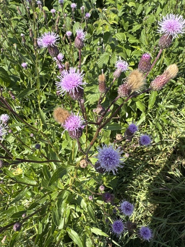 creeping thistle
