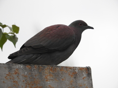 Patagioenas cayennensis