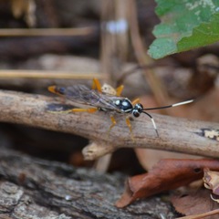 Cratichneumon w-album
