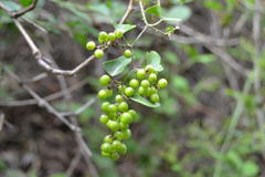 Smilax aspera