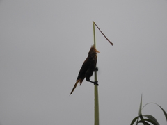 Psarocolius angustifrons