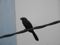 Crotophaga ani