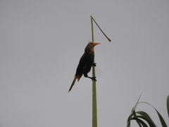 Psarocolius angustifrons