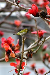 Zosterops simplex