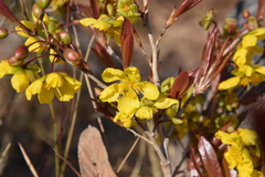 Ochna pygmaea