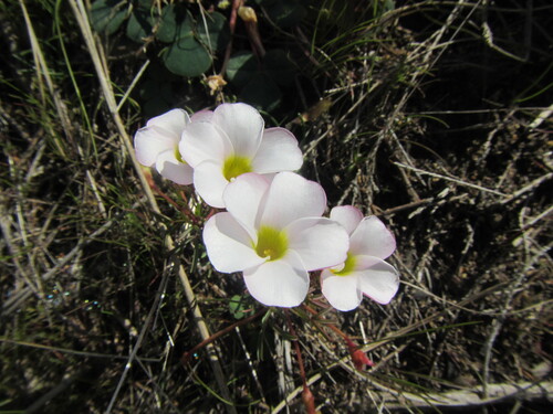 Oxalis goniorhiza (Oxalis goniorhiza)