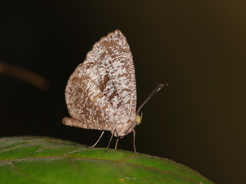 Allotinus albifasciatus