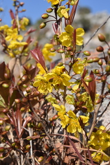 Ochna pygmaea