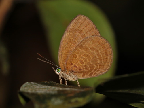 Arhopala inornata