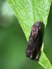Zygaenoidea