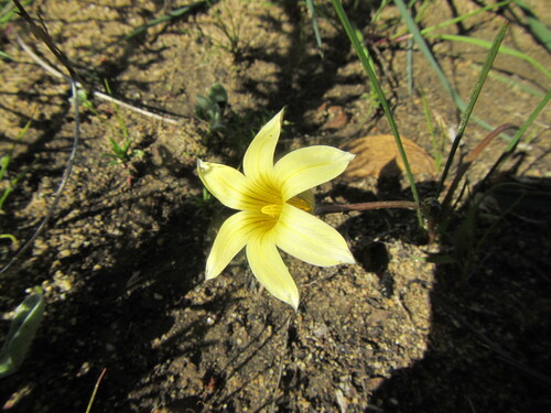 Palerim Froetang (Romulea setifolia)