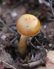 Cortinarius trivialis